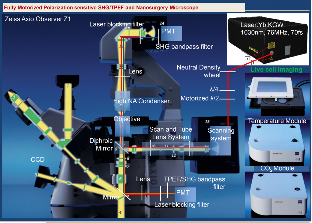 Live Cell Imaging - The Stratakis Lab